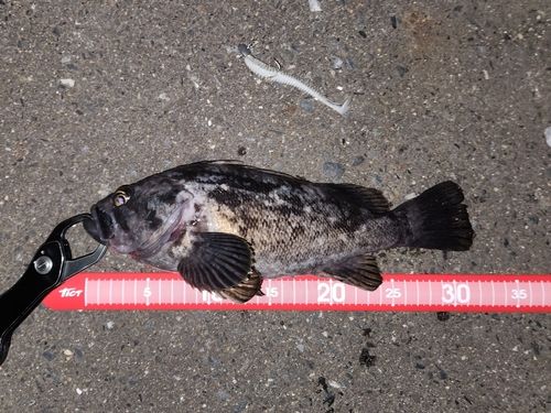 クロソイの釣果