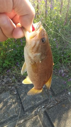 スモールマウスバスの釣果