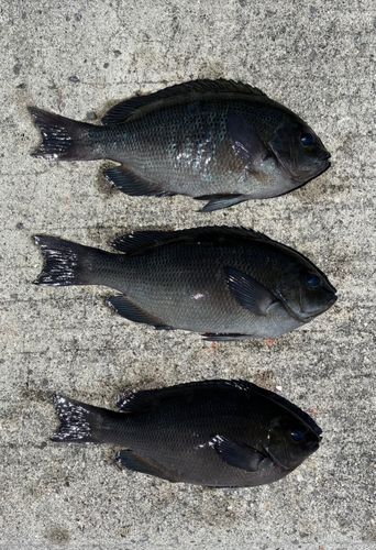 メジナの釣果