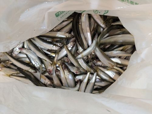 アユの釣果