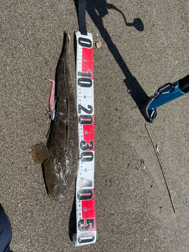 マゴチの釣果