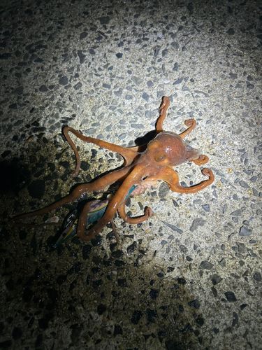 タコの釣果