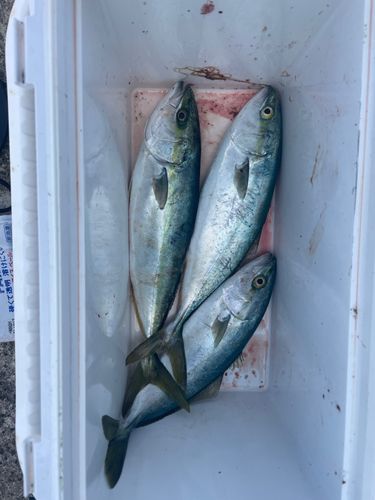 フクラギの釣果