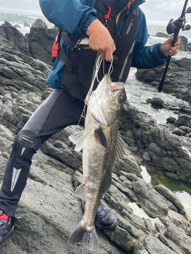 スズキの釣果