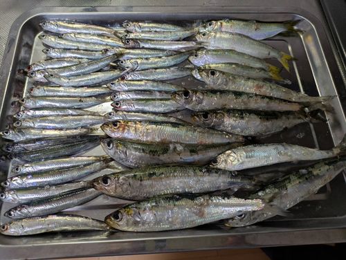 イワシの釣果