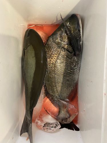 オナガグレの釣果