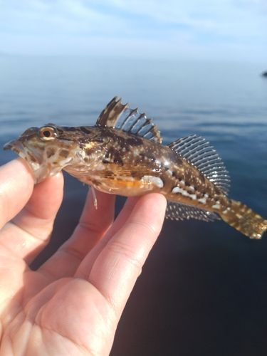 アナハゼの釣果