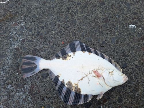 カレイの釣果