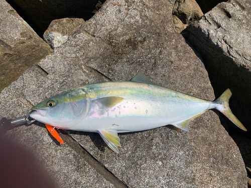 メジロの釣果