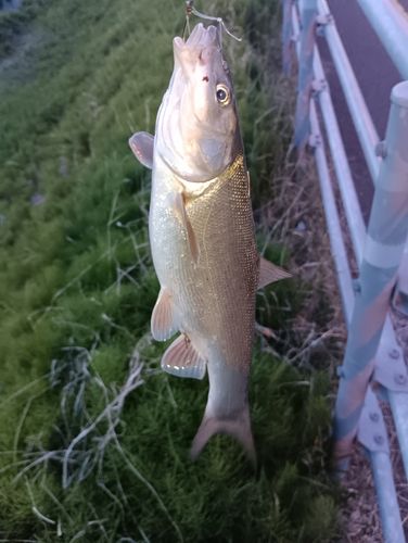 ウグイの釣果