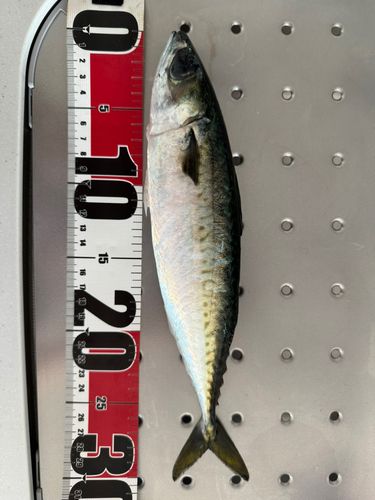 マサバの釣果