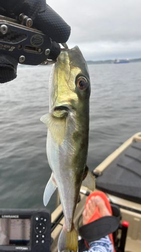 シロサバフグの釣果