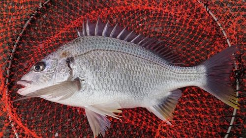 キビレの釣果