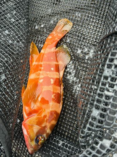 アカハタの釣果