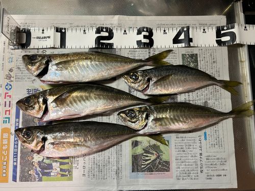 アジの釣果