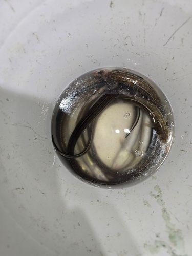 アナゴの釣果