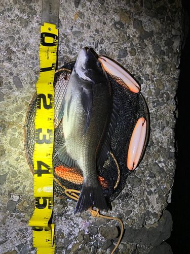 チヌの釣果