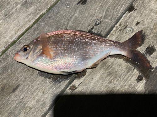 ウミタナゴの釣果