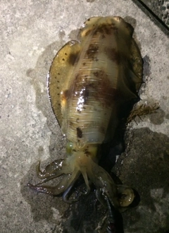 アオリイカの釣果