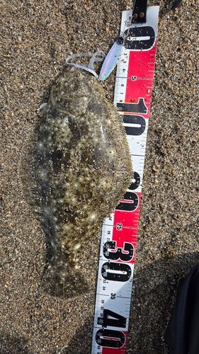 ソゲの釣果