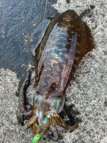 アオリイカの釣果