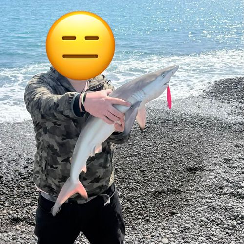 サメの釣果