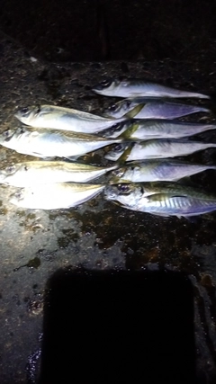 アジの釣果