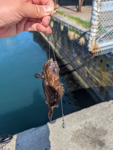 ウグイの釣果