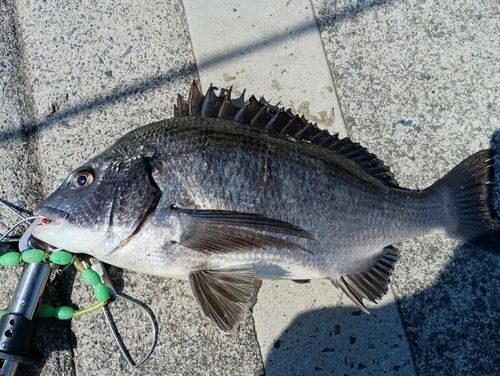 クロダイの釣果