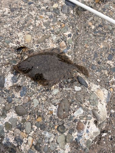 カレイの釣果