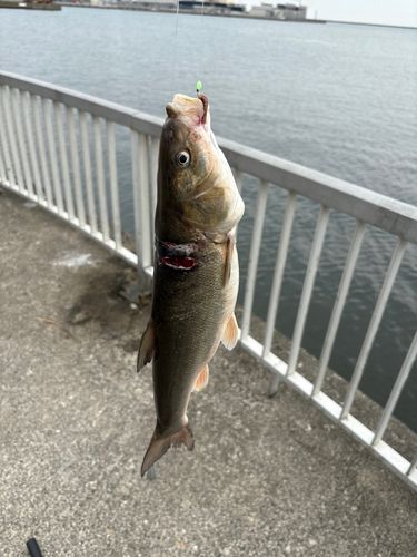 ウグイの釣果