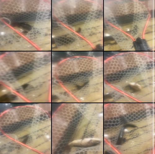 コイの釣果