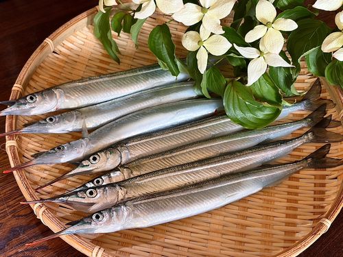 サヨリの釣果