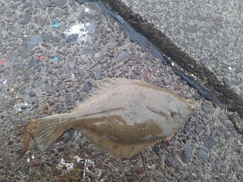 カレイの釣果