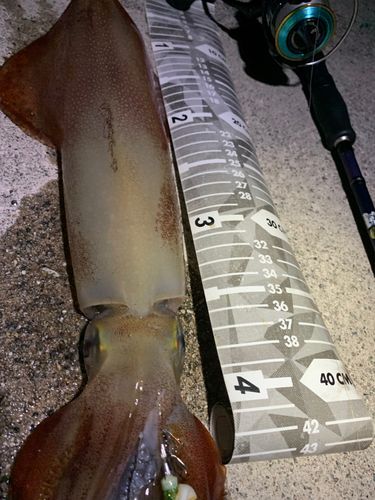 ヤリイカの釣果