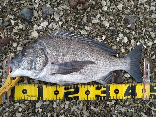 チヌの釣果
