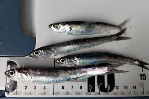 カタクチイワシの釣果