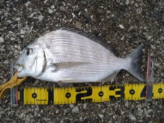 ヘダイの釣果