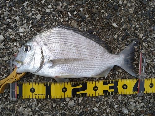 ヘダイの釣果