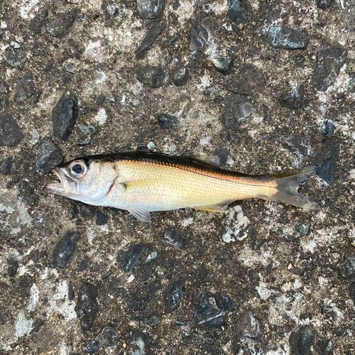 ムツの釣果