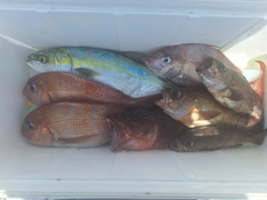 マダイの釣果