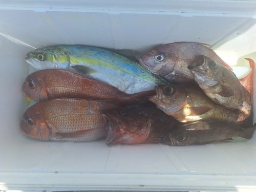マダイの釣果