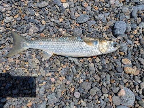 ボラの釣果