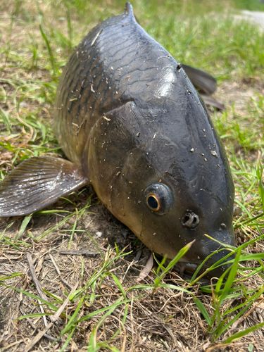 コイの釣果
