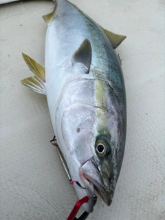 ブリの釣果