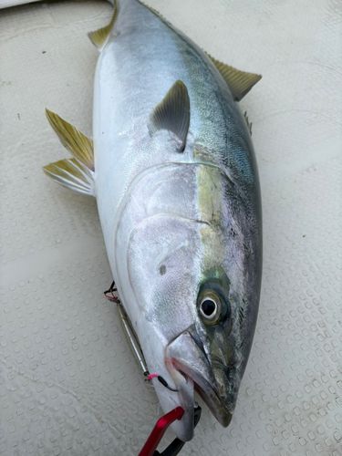 ブリの釣果