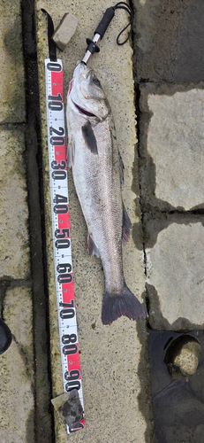 スズキの釣果