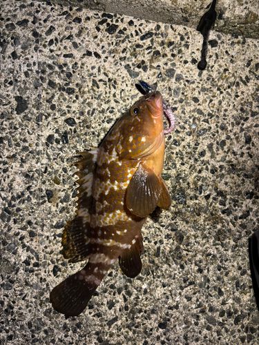 キジハタの釣果