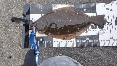 ヒラメの釣果