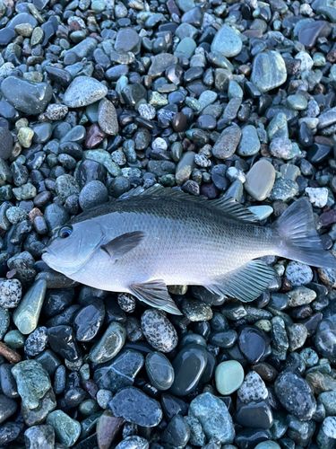 メジナの釣果